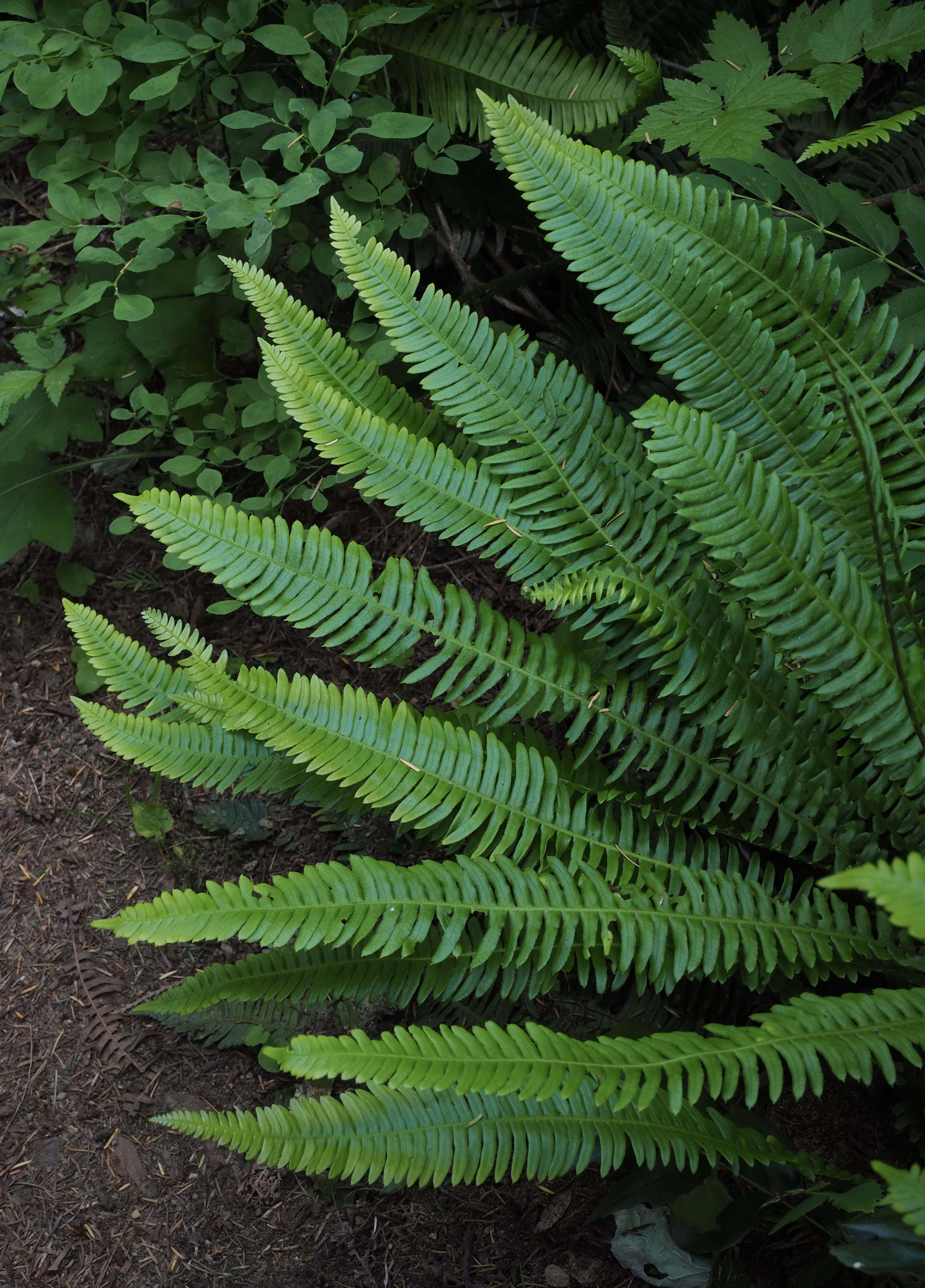 Blechnum spicant syn. Struthiopteris spicant (deer fern, hard fern ...