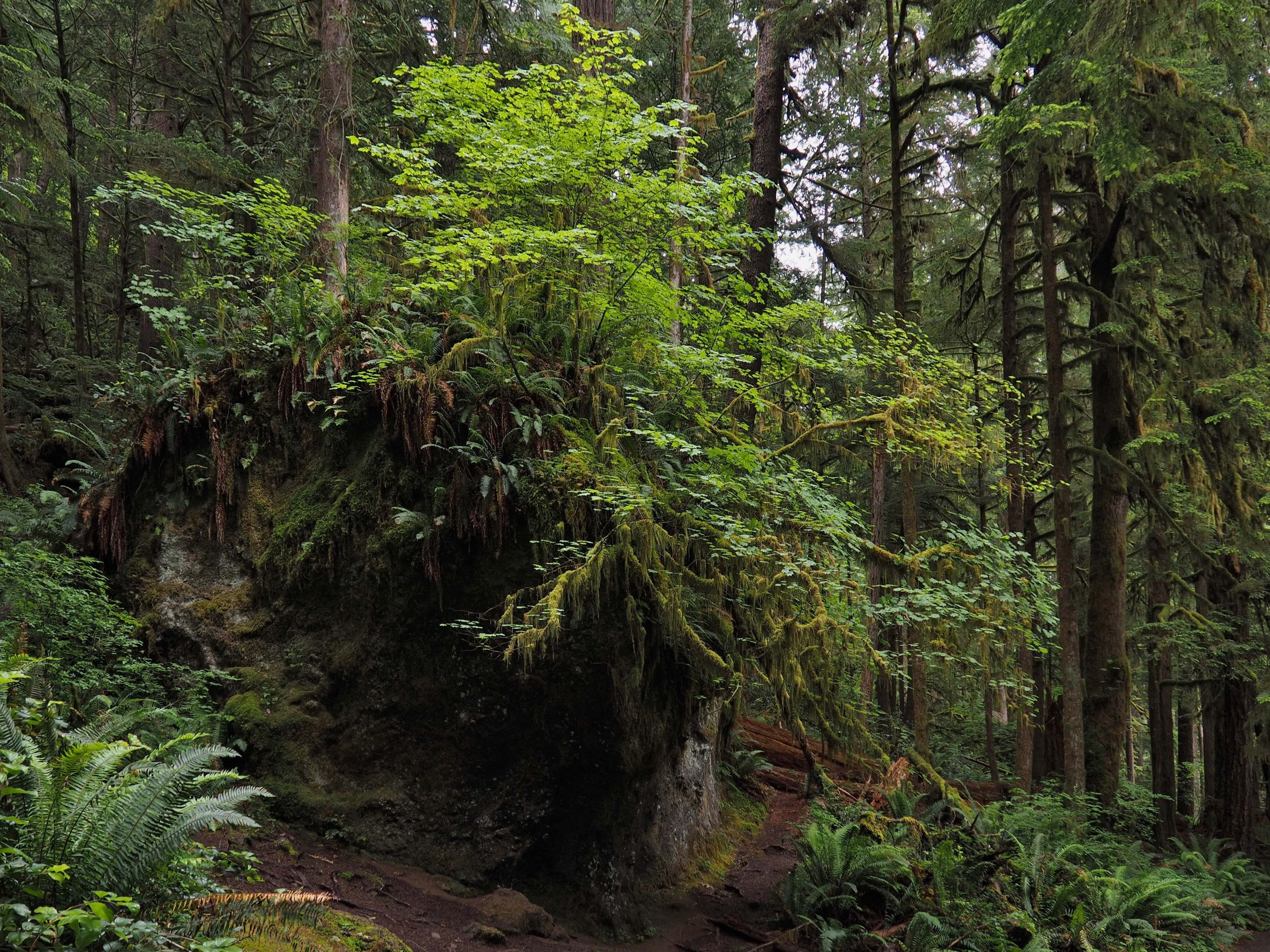 Just beyond the first fork, the trail reaches its junction with the trail up Mount Storm King, marked by a garage-sized boulder hung with mosses, ferns, and vine maples (Acer circinatum). Continue right for Marymere Falls and Barnes Creek. Marymere Falls Nature Trail, June 18, 2016.