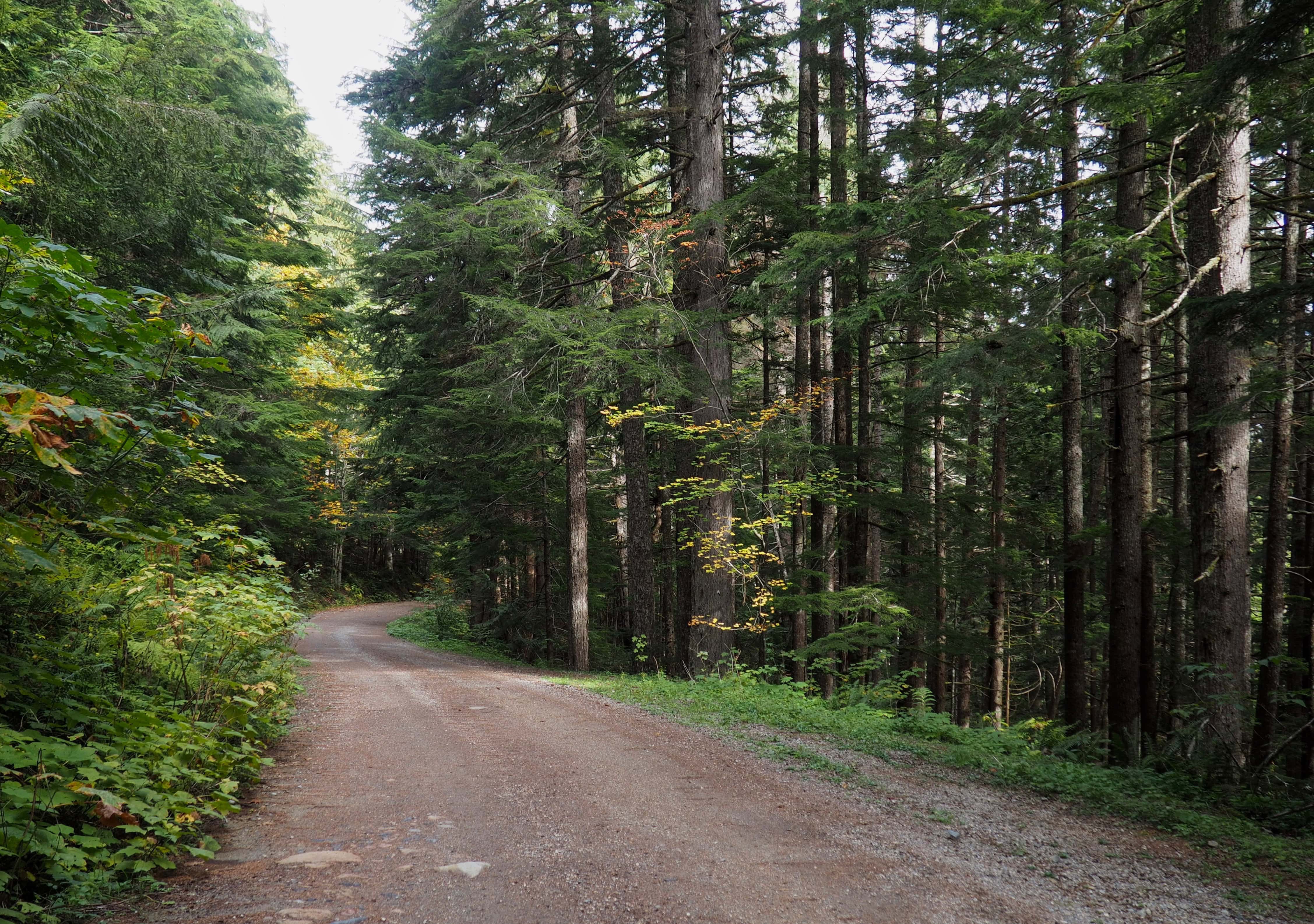 Given the washouts that block Forest Road 63 to vehicles, the road becomes the first leg of the hike. The additional two miles/3.20 km it adds in either direction are tempered by its relatively flat grade and pleasant woodland wayside. Blanca Lake Trail, September 25, 2016.