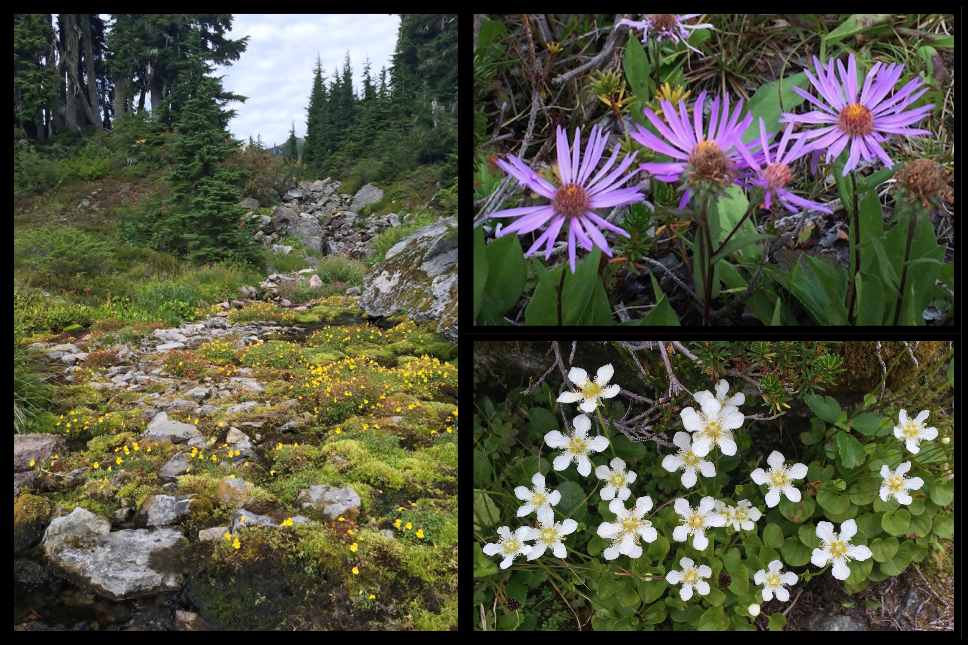In contrast with much of the trailside's stony barrens, a few blooms appear where sufficient moisture permits, including monkey-flowers (Erythranthe sp.) (left); asters (likely alpine leafybract asters, Symphyotrichum foliaceum) (upper right); and fringed grass-of-Parnassus (Parnassia fimbriata) (lower right). Chain Lakes Loop, August 09, 2015.