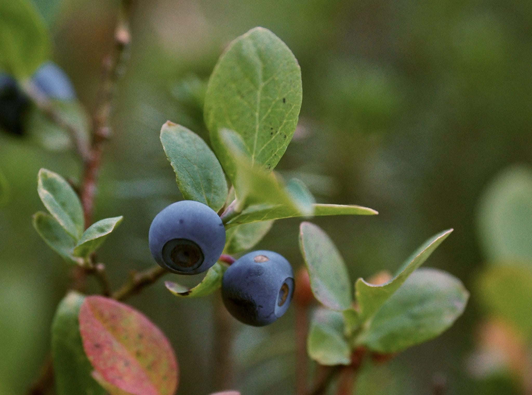 Margaret Lake, Twin Lakes, and Lake Lillian HesperosFlown