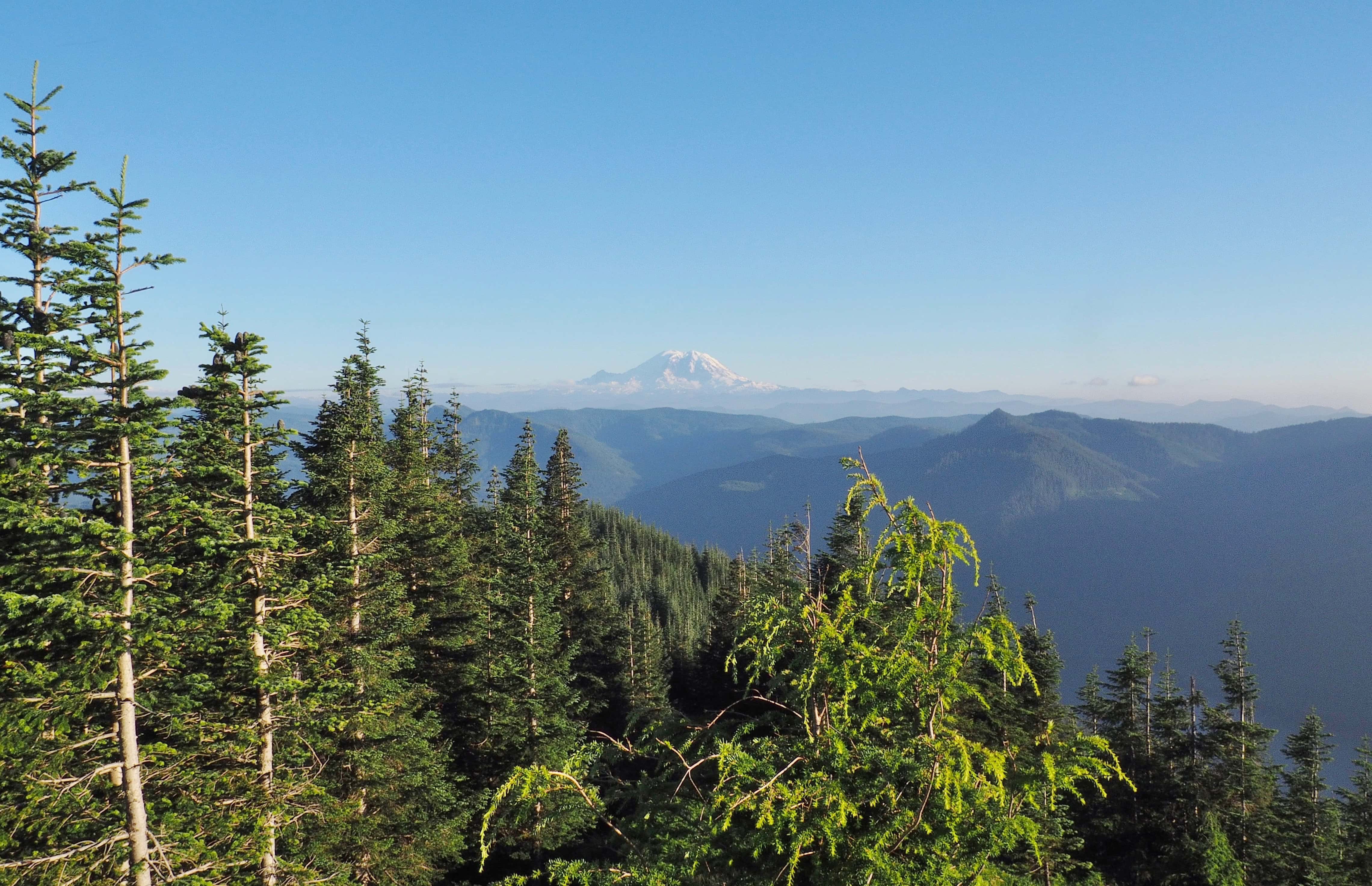 On a cloudless day, Mt. Rainier greets the sight just as the trail clears the forest. Mount Washington Trail, July 26, 2016.