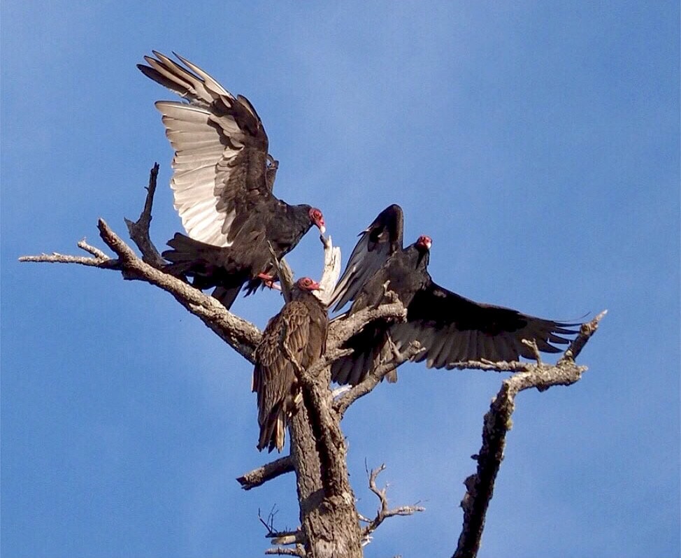 Uh-oh! Please check back later or use this site's Contact form to let HesperosFlown.com know this link is broken.
