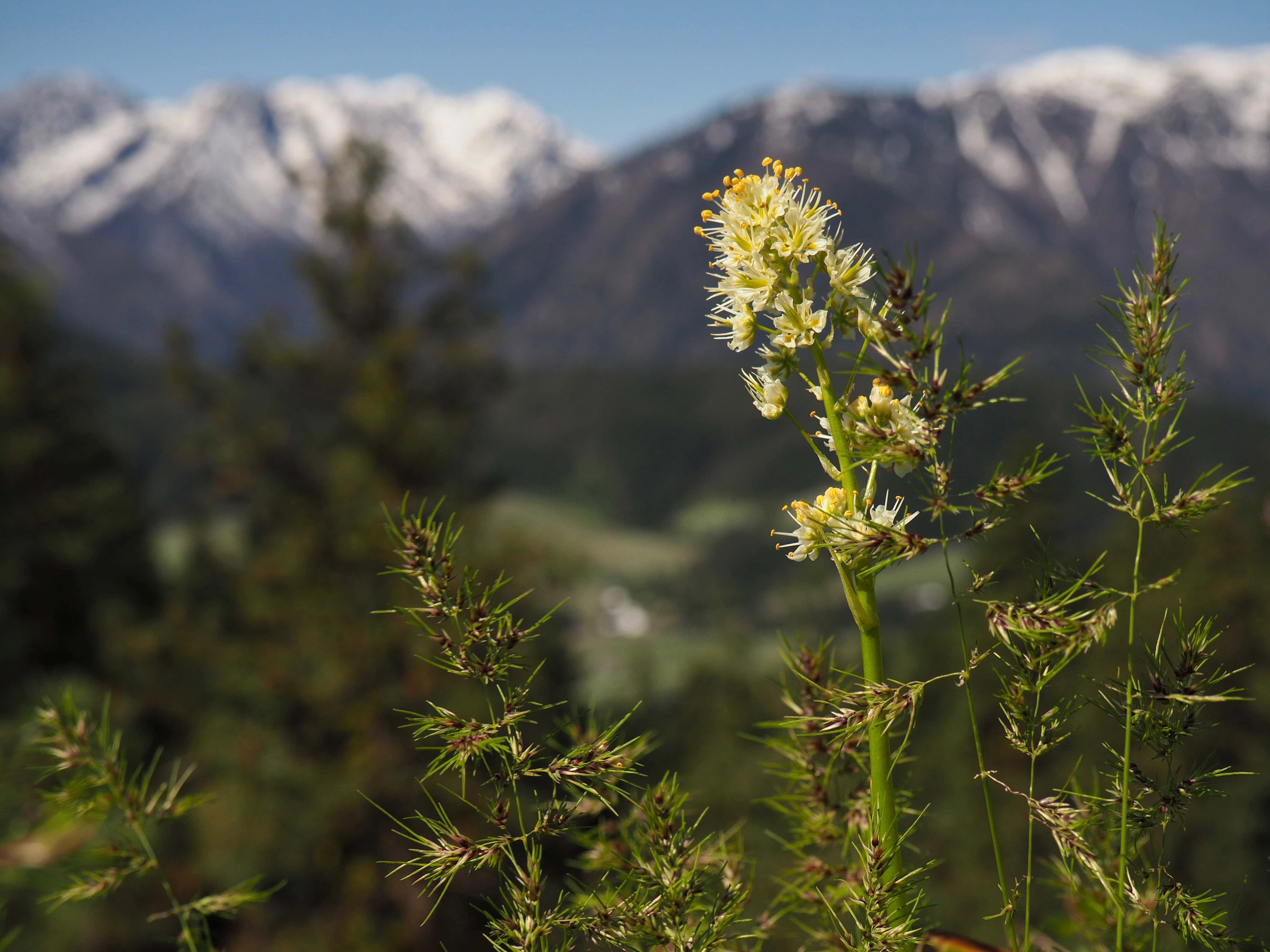 In spring, the trail juxtaposes a landscape of delicate wildflowers and rugged mountain peaks. Here, a panicled death camas (Toxicoscordion paniculatum) fringes a view of the Wenatchee Mountains beyond. Sauer's Mountain Trail, May 06, 2017.