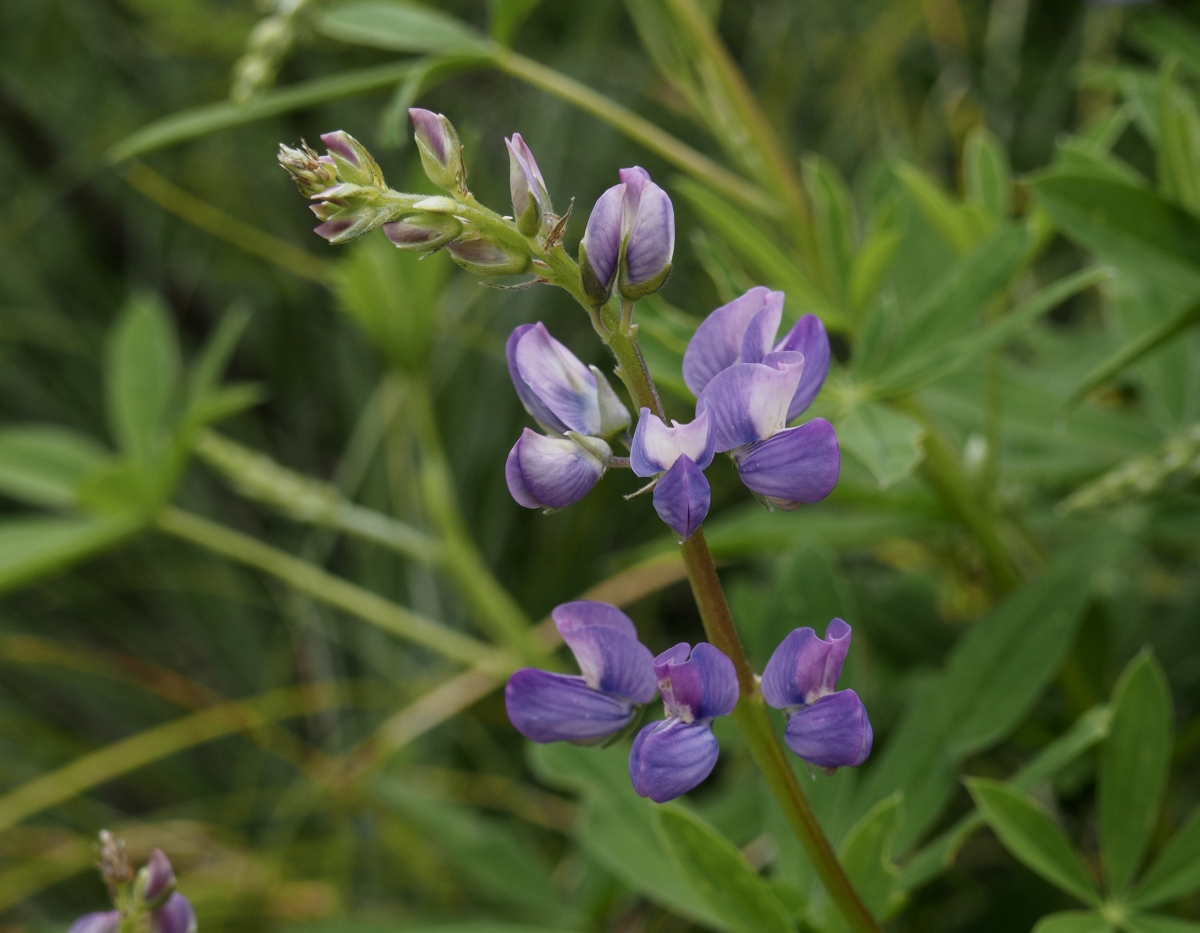 Lupinus latifolius (broadleaf lupine) – Hesperos Flown