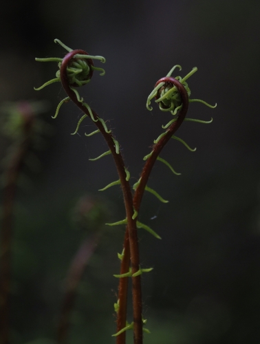 Blechnum spicant syn. Struthiopteris spicant (deer fern, hard fern) (fertile fiddleheads)