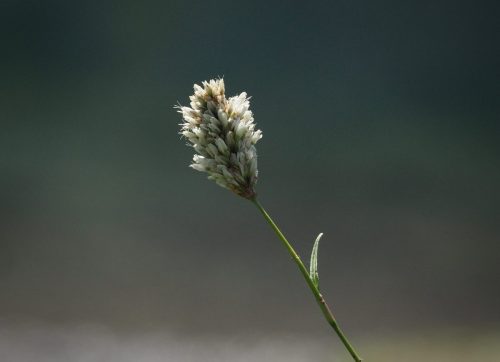 Bistorta bistortoides (alpine, or, American bistort)