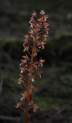 Corallorhiza maculata (spotted coralroot)