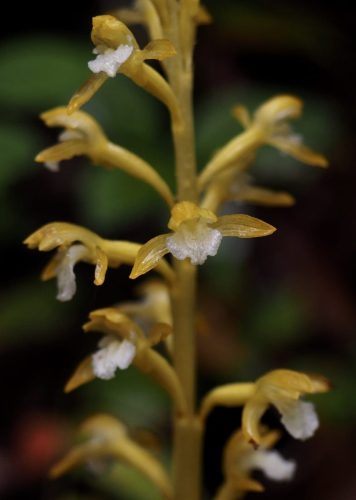 Corallorhiza maculata (spotted coralroot)