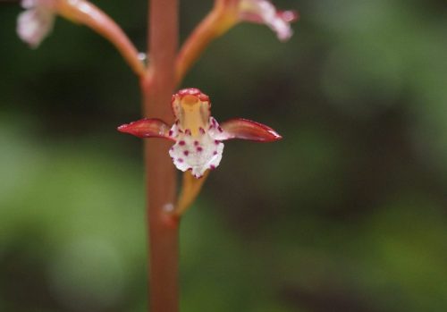 Corallorhiza maculata (spotted coralroot)