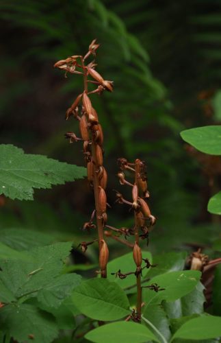 Corallorhiza maculata (spotted coralroot) seed capsules