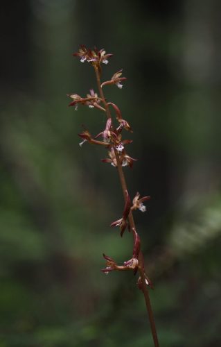 Corallorhiza maculata (spotted coralroot)
