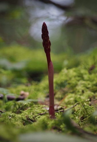 Corallorhiza maculata (spotted coralroot) scape emerging from sheath