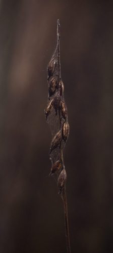 Corallorhiza maculata (spotted coralroot) - spent seed capsules