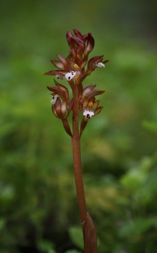 Corallorhiza maculata (spotted coralroot)