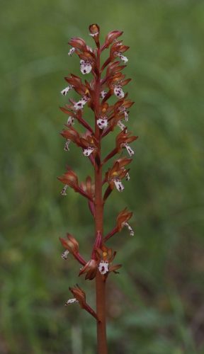 Corallorhiza maculata (spotted coralroot)