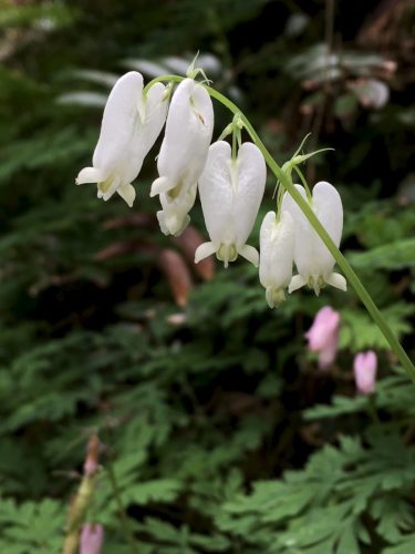 Dicentra formosa subsp. formosa (Pacific bleeding heart)