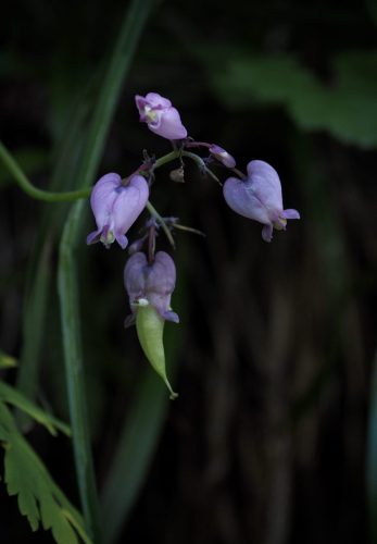 Dicentra formosa subsp. formosa (Pacific bleeding heart) emerging seed capsule