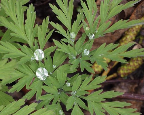 Dicentra formosa subsp. formosa (Pacific bleeding heart) leaf detail