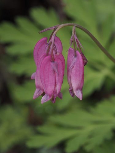 Dicentra formosa subsp. formosa (Pacific bleeding heart)