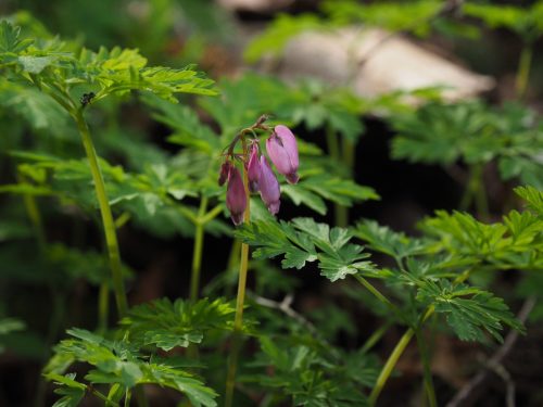 Dicentra formosa subsp. formosa (Pacific bleeding heart)
