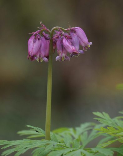 Dicentra formosa subsp. formosa (Pacific bleeding heart)