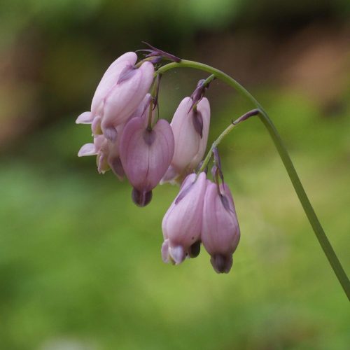 Dicentra formosa subsp. formosa (Pacific bleeding heart)