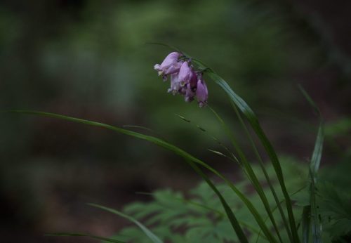 Dicentra formosa subsp. formosa (Pacific bleeding heart) amongst forest grasses