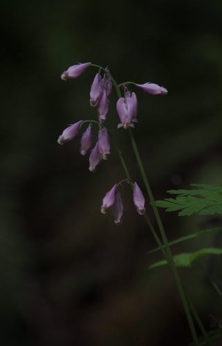 Dicentra formosa subsp. formosa (Pacific bleeding heart)