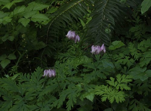Dicentra formosa subsp. formosa (Pacific bleeding heart)