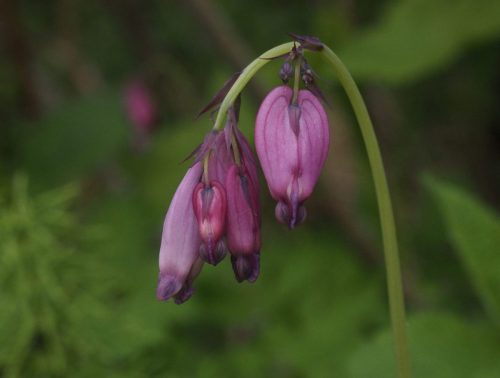 Dicentra formosa subsp. formosa (Pacific bleeding heart)