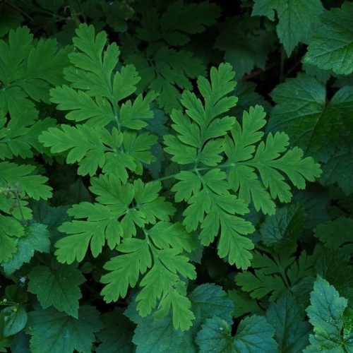 Dicentra formosa subsp. formosa (Pacific bleeding heart) leaf detail