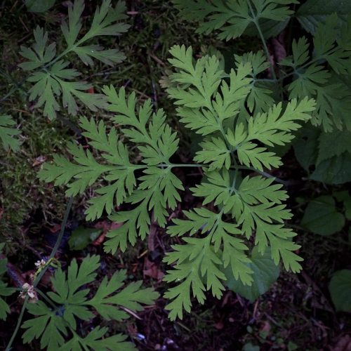 Dicentra formosa subsp. formosa (Pacific bleeding heart) leaf detail