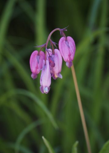 Dicentra formosa subsp. formosa (Pacific bleeding heart)