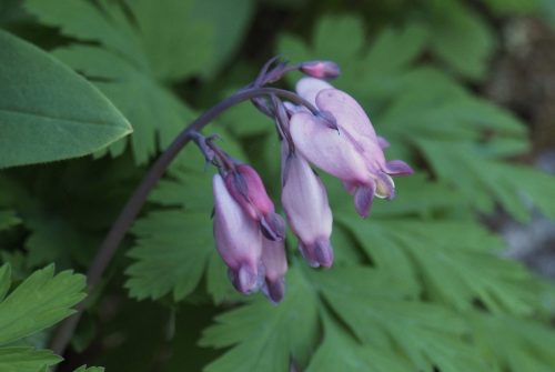 Dicentra formosa subsp. formosa (Pacific bleeding heart)