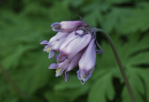 Dicentra formosa subsp. formosa (Pacific bleeding heart)