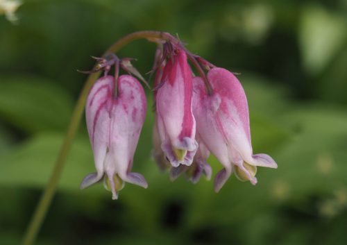 Dicentra formosa subsp. formosa (Pacific bleeding heart)