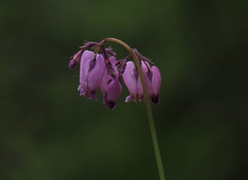 Dicentra formosa subsp. formosa (Pacific bleeding heart)
