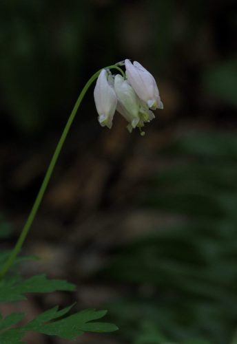 Dicentra formosa subsp. formosa (Pacific bleeding heart)