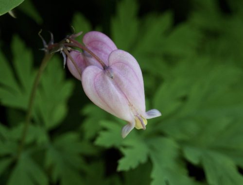 Dicentra formosa subsp. formosa (Pacific bleeding heart)