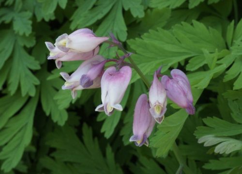 Dicentra formosa subsp. formosa (Pacific bleeding heart)