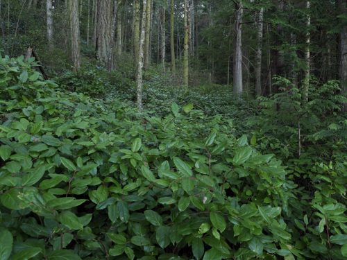 Gaultheria shallon (salal) in habitat