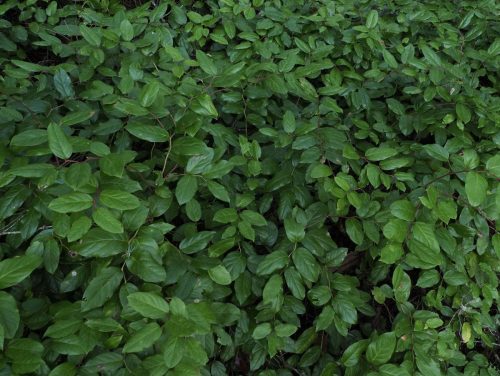 Gaultheria shallon (salal) leaf and twig detail