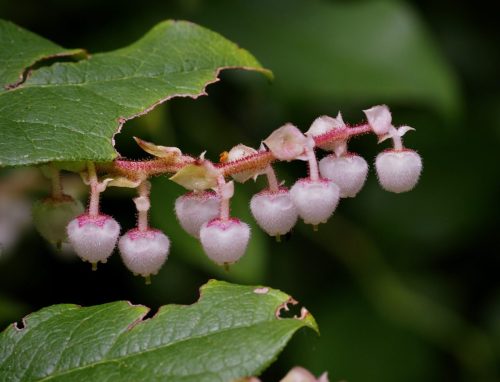 Gaultheria shallon (salal)