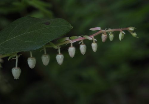 Gaultheria shallon (salal)