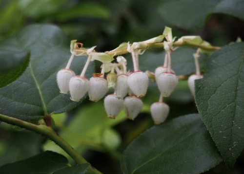 Gaultheria shallon (salal)