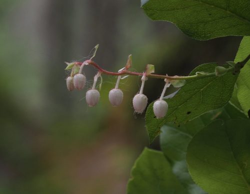 Gaultheria shallon (salal)