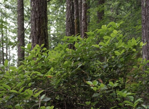 Gaultheria shallon (salal) - plant in habitat