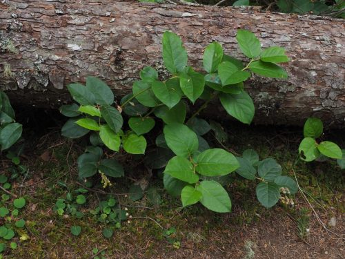 Gaultheria shallon (salal)