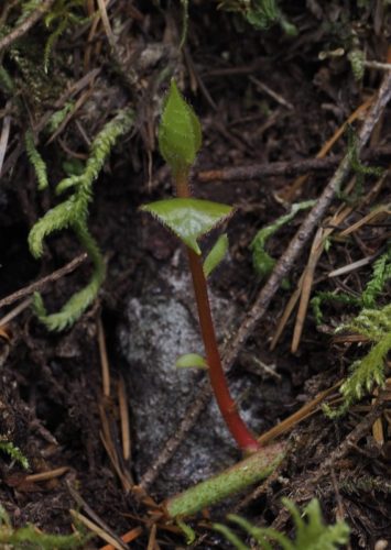 Gaultheria shallon (salal) - new shoot sprouting from rhizome